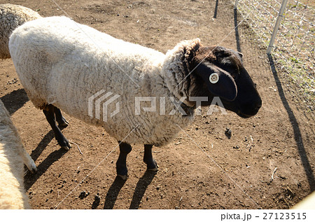 顔と足の黒い羊 サフォーク種の写真素材