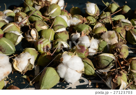 綿花の実 27123703