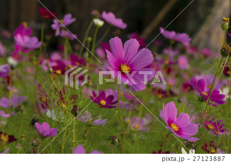 金鶏菊 ジャノメソウ 蛇の目草 27123887