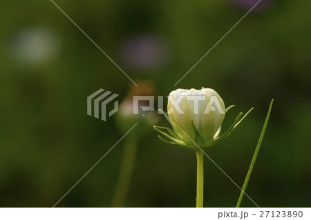 金鶏菊 ジャノメソウ 蛇の目草 27123890
