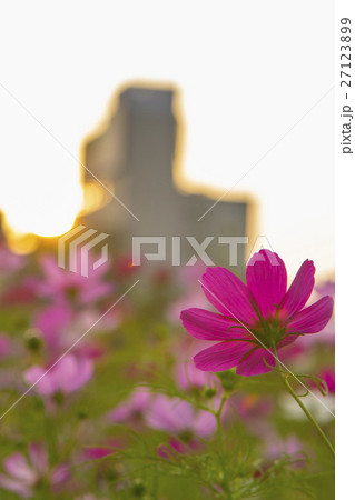 金鶏菊 ジャノメソウ 蛇の目草 27123899