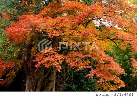 一乗谷朝倉氏遺跡春日神社境内紅葉 27124431