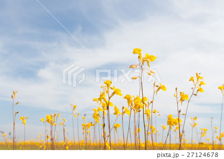 Wild flower, Utricularia bifida ,yellow flowers. 27124678