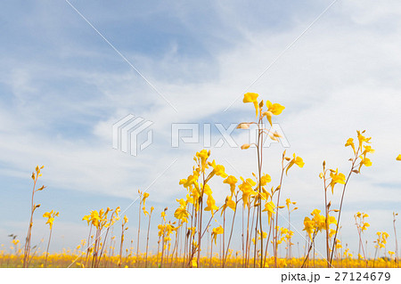 Wild flower, Utricularia bifida ,yellow flowers. 27124679