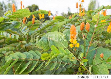 Ringworm bush or Candle bush is a herb,  27124853