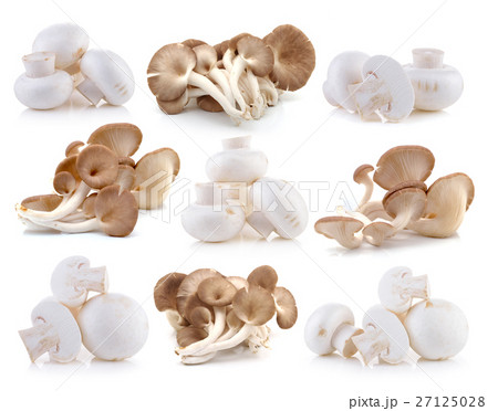 Champignon and oyster mushroom on white background Champignon and oyster mushroom on white background 27125028