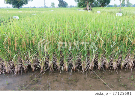 Paddy field Paddy field 27125691