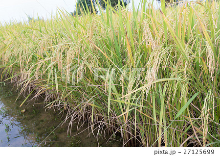Paddy field Paddy field 27125699