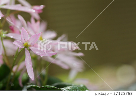 輝・ダイモンジソウの花と雨雫 輝・ダイモンジソウの花と雨雫 27125768