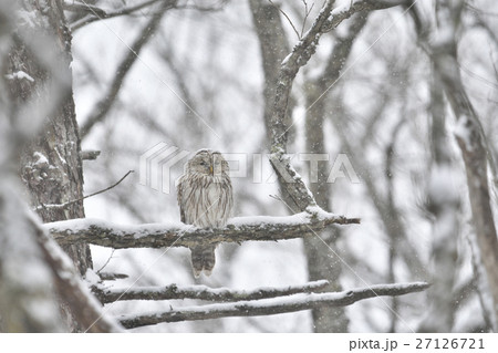 降雪の中のフクロウ 降雪の中のフクロウ 27126721