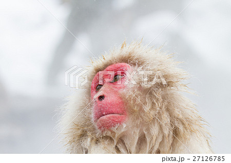 長野_温泉に入るニホンザル 長野_温泉に入るニホンザル 27126785