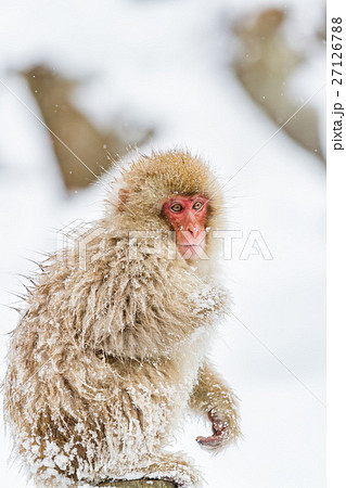 長野_温泉に入るニホンザル 長野_温泉に入るニホンザル 27126788
