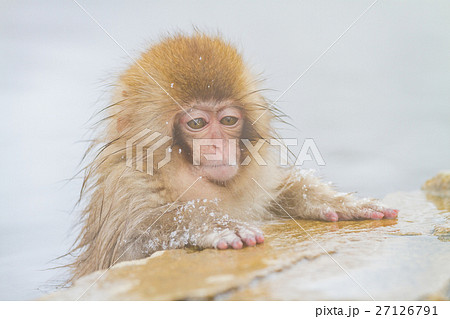長野_温泉に入る子供猿 長野_温泉に入る子供猿 27126791