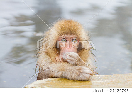 長野_温泉に入る子供猿 長野_温泉に入る子供猿 27126798