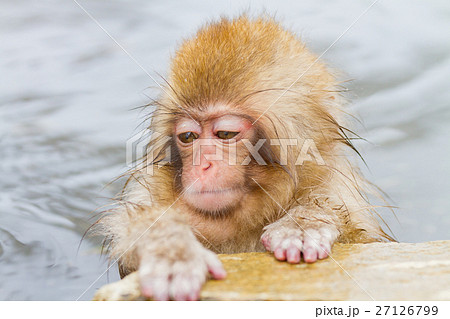 長野_温泉に入る子供猿 長野_温泉に入る子供猿 27126799
