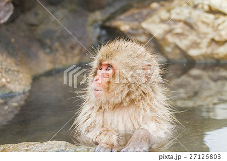 長野_温泉に入るニホンザル 長野_温泉に入るニホンザル 27126803