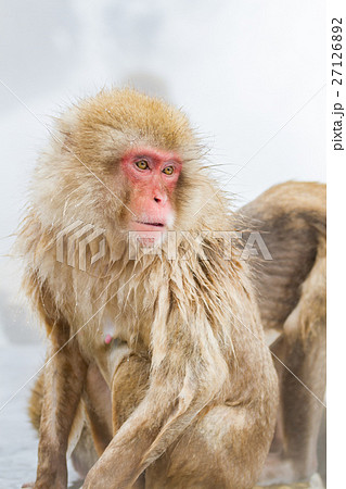 長野_温泉に入るニホンザル 長野_温泉に入るニホンザル 27126892