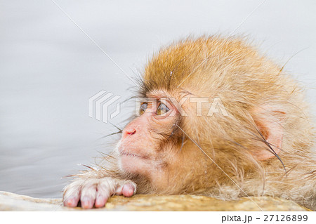 長野_温泉に入る子供猿 27126899