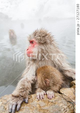 長野_温泉に入る親子サル 長野_温泉に入る親子サル 27127180