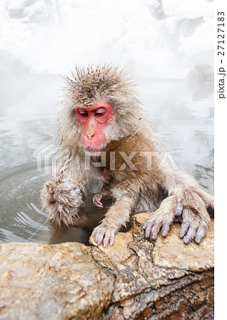 長野_温泉に入る親子サル 長野_温泉に入る親子サル 27127183