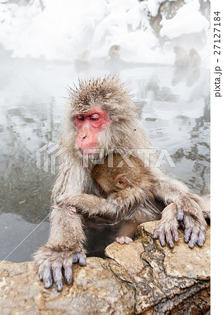 長野_温泉に入る親子サル 長野_温泉に入る親子サル 27127184