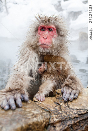 長野_温泉に入る親子サル 長野_温泉に入る親子サル 27127188