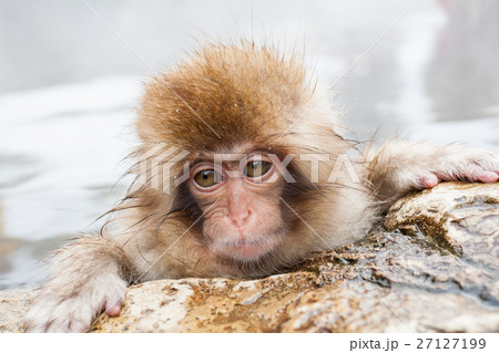 長野 温泉に入る子供猿の写真素材