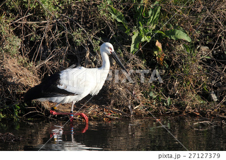 コウノトリ コウノトリ 27127379