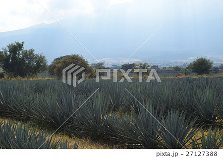 アガベ（メキシコ・テキーラ村） 27127388