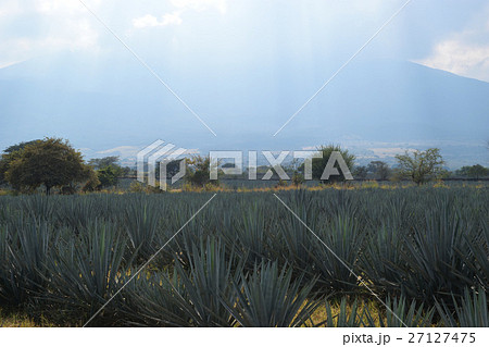 アガベ（メキシコ・テキーラ村） 27127475