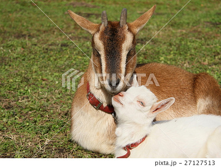 甘える子ヤギ 甘える子ヤギ 27127513