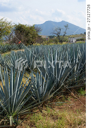 アガベ(メキシコ・テキーラ村) アガベ(メキシコ・テキーラ村) 27127726