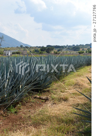 アガベ(メキシコ・テキーラ村) アガベ(メキシコ・テキーラ村) 27127766