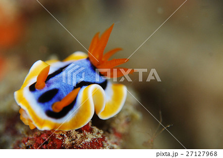 ウミウシ 27127968