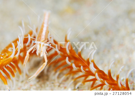 小さなエビ 27128054