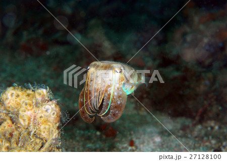 コウイカ 27128100