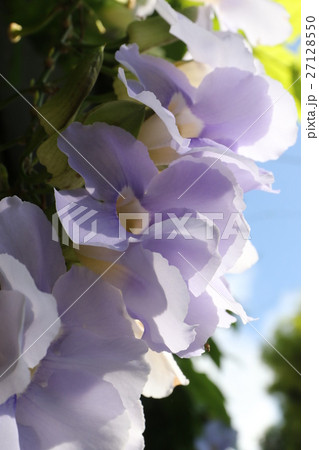 ベンガルヤハズカズラ ベンガルヤハズカズラ 27128550