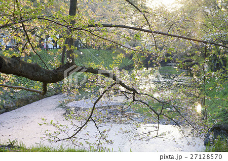 外濠に散りばめられた桜の花びらで埋め尽くされ淡いピンクの花筏 染井吉野 27128570