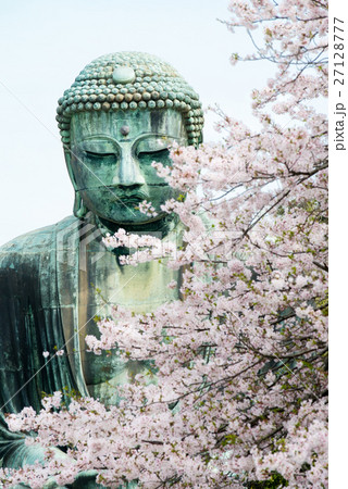 鎌倉大仏と桜 27128777