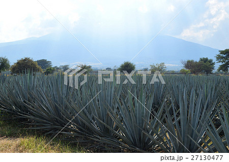 アガベ(メキシコ・テキーラ村) アガベ(メキシコ・テキーラ村) 27130477