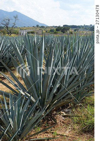 アガベ（メキシコ・テキーラ村） 27130478
