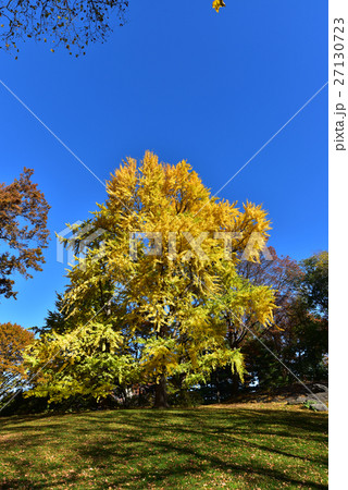 ニューヨーク・セントラルパークの紅葉 ニューヨーク・セントラルパークの紅葉 27130723