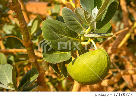 Desert plant Sodom Apple, Morocco Desert plant Sodom Apple, Morocco 27130777