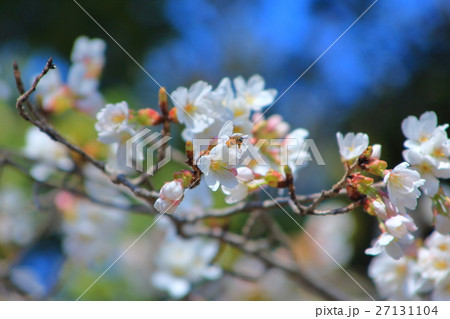 桜 桜 27131104