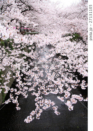 目黒川の桜 目黒川の桜 27131105