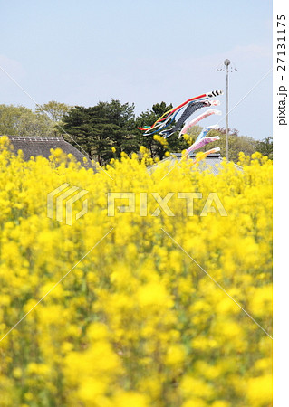 国営ひたち海浜公園の菜の花と鯉のぼり 国営ひたち海浜公園の菜の花と鯉のぼり 27131175
