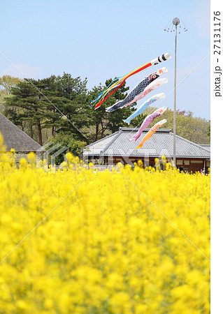 国営ひたち海浜公園の菜の花と鯉のぼり 国営ひたち海浜公園の菜の花と鯉のぼり 27131176