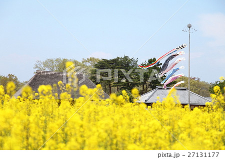 国営ひたち海浜公園の菜の花と鯉のぼり 国営ひたち海浜公園の菜の花と鯉のぼり 27131177