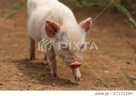 ミニブタ ミニブタ 27131504