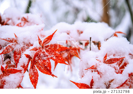 Red fall maple tree covered in snow,South Korea. Red fall maple tree covered in snow,South Korea. 27132798